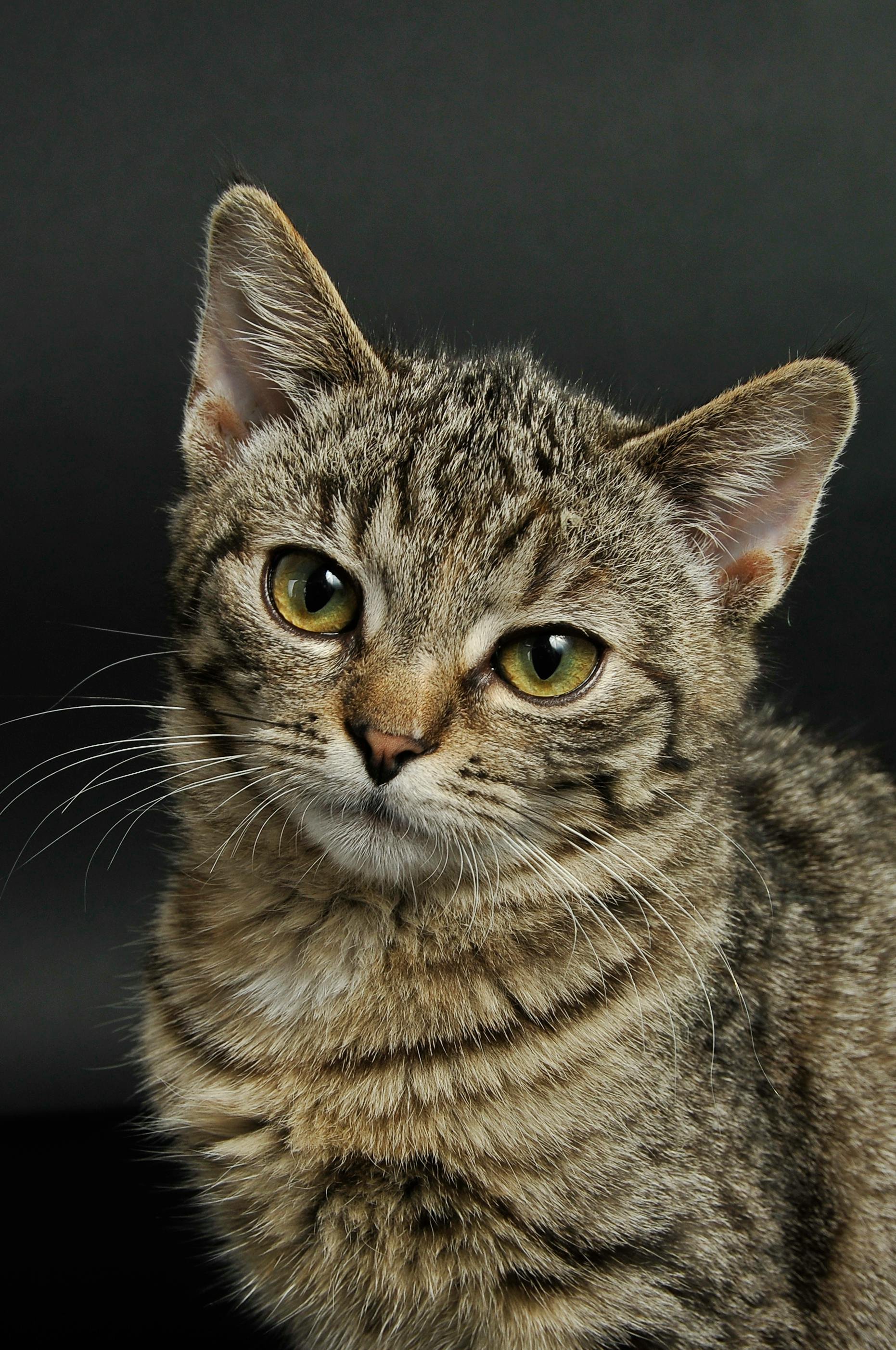 Original cat photo